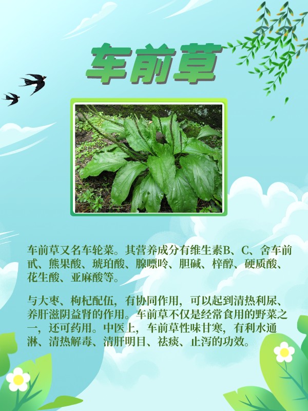 这些野菜是春天的味道