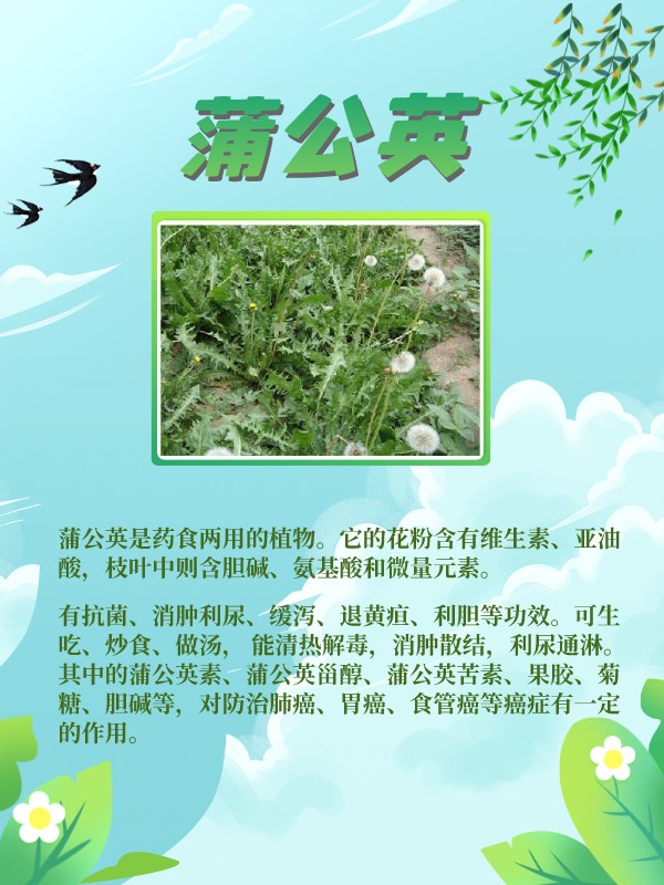 这些野菜是春天的味道