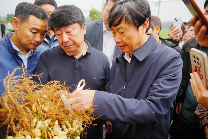 胡姬花全球花生产业研究院持续推动河南优质花生“优油优用”