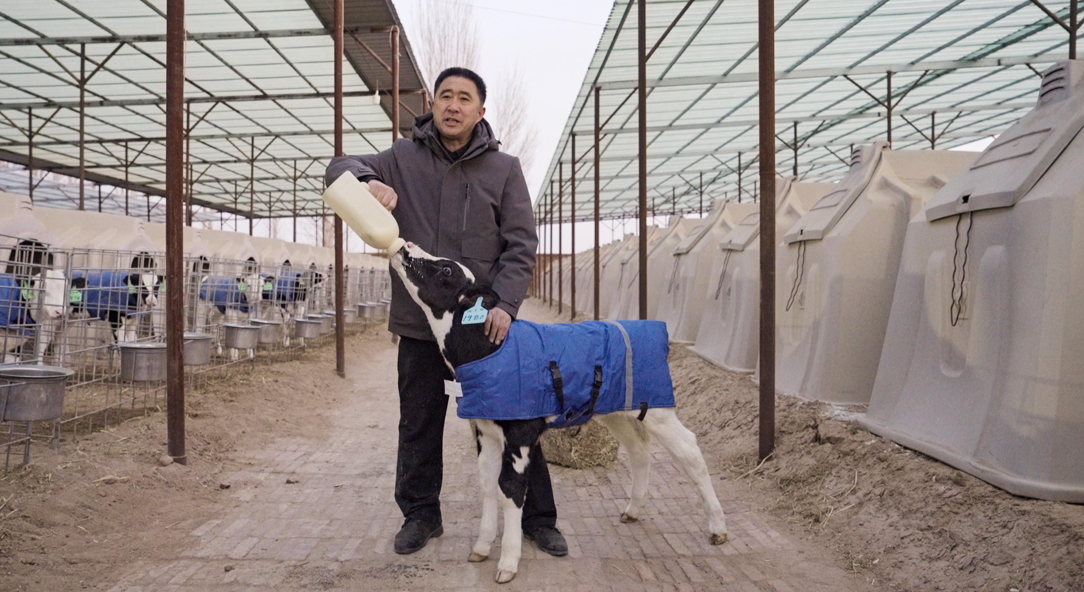 中国新“牛”人｜ 养牛人李树刚：迈过坎儿，走向春天