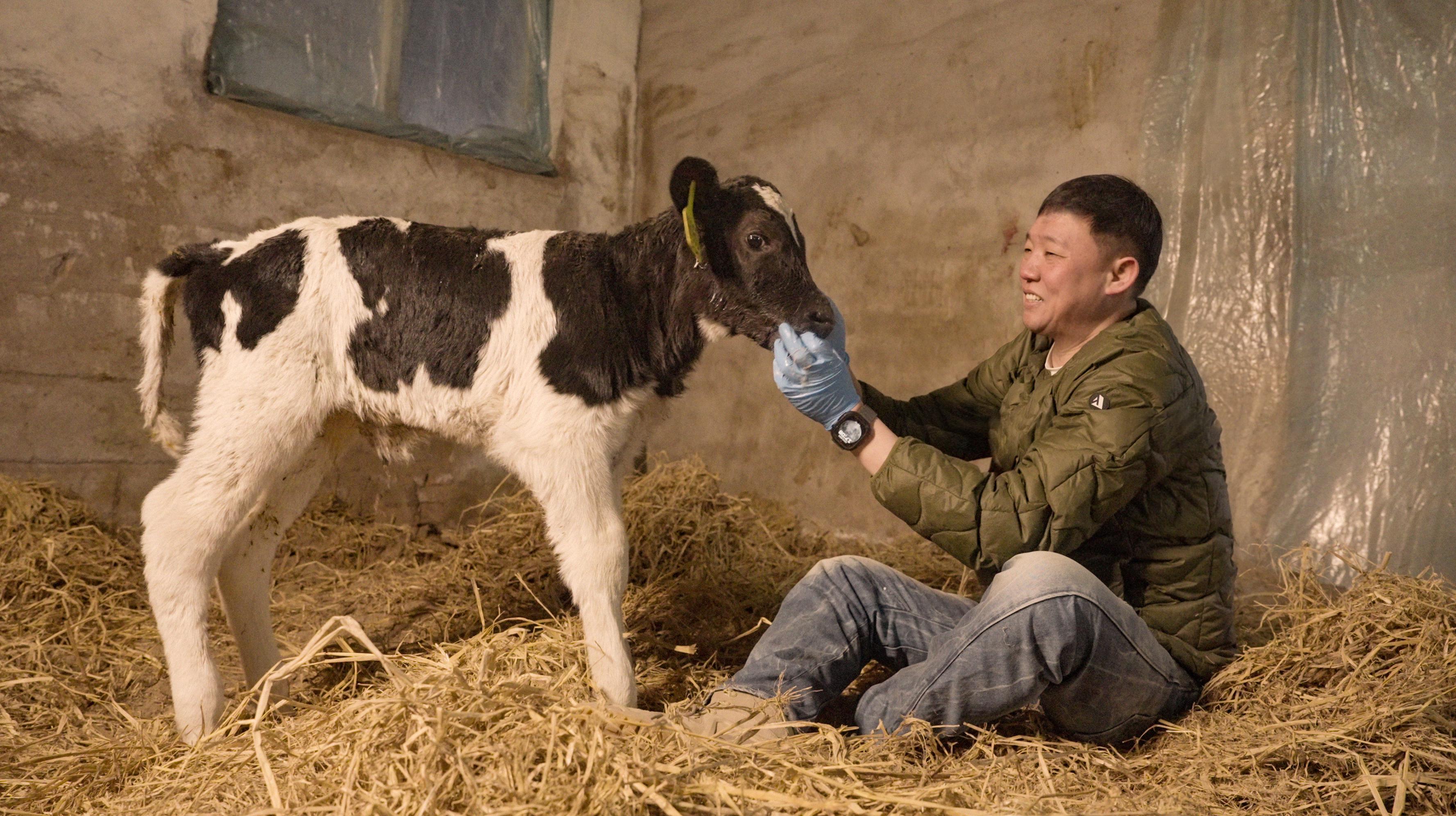 中国新“牛”人｜养牛人付冰：在中国好牧场孕育世界级好奶