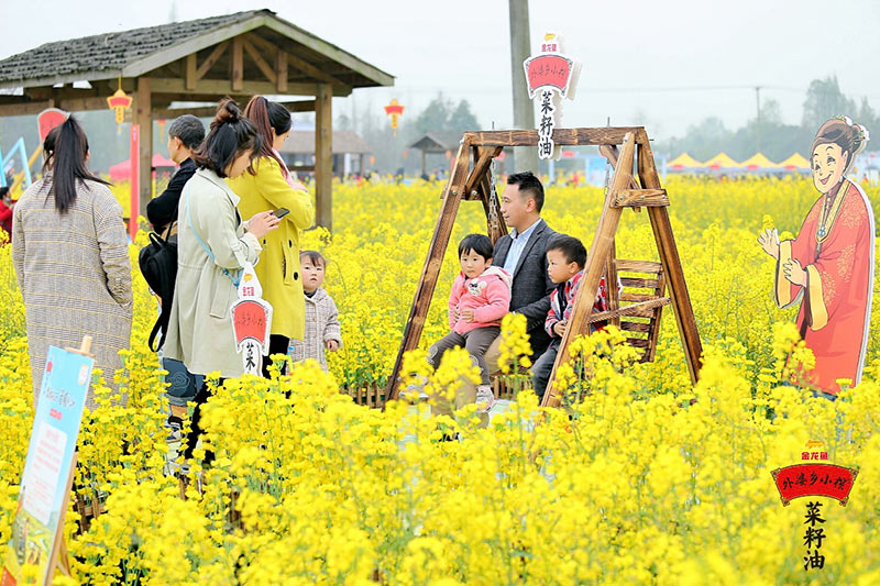 金龙鱼外婆乡小榨菜籽油菜花节启动