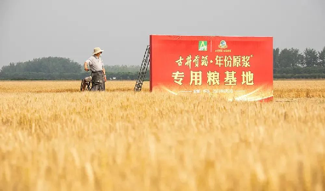 古井贡酒粮食研究院的精粮之道